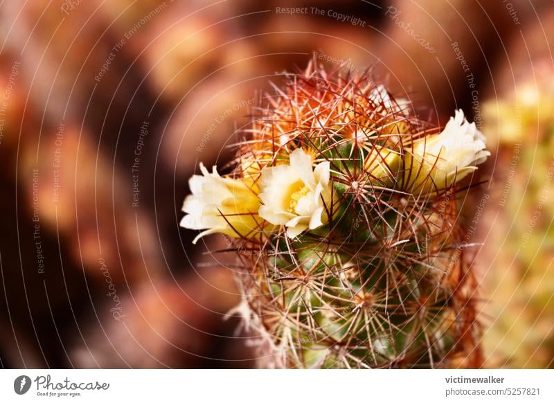 Flowers of ladyfinger cactus flower gold lace cactus yellow flora brown mammilaria elongata blooming thorn background closeup succulent cactaceae plant floral