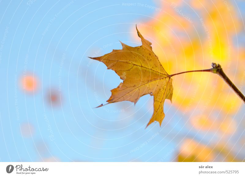 annual rhythm Environment Nature Plant Sky Autumn Climate Beautiful weather Leaf Maple leaf Yellow Orange Endurance Unwavering Longing Loneliness Exhaustion