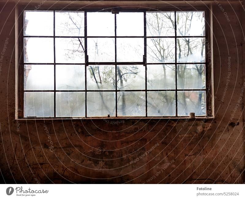 Now you can see how small the teddy is. Here you can see the whole window. The panes are wet. Outside, bare trees whisper stories to the teddy. A rusty can has also found its way to the window sill.