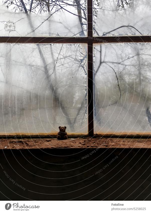 Little teddy on a dirty window sill. The windows are wet. Outside the window are bare trees, marked by winter. The mood is gloomy. lost places Old Decline