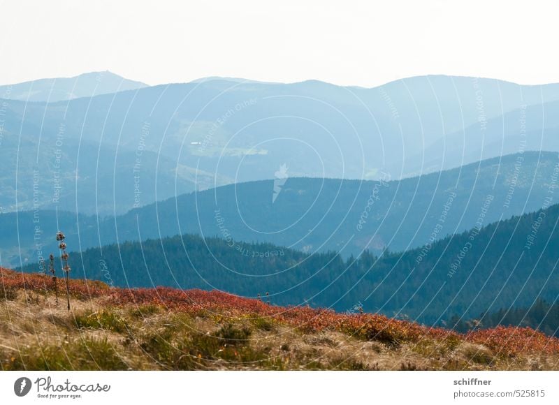 Between Lac Noir and Lac Blanc Environment Nature Landscape Autumn Tree Flower Grass Bushes Foliage plant Meadow Forest Hill Peak Blue Brown Calm Far-off places