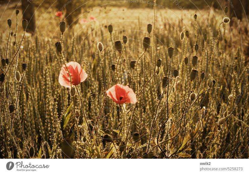 early summer Poppy blossom Blossom bright red flora Colour photo vivacious move Ease out Nature Blossoming Idyll Intensive naturally Red luminescent Glittering