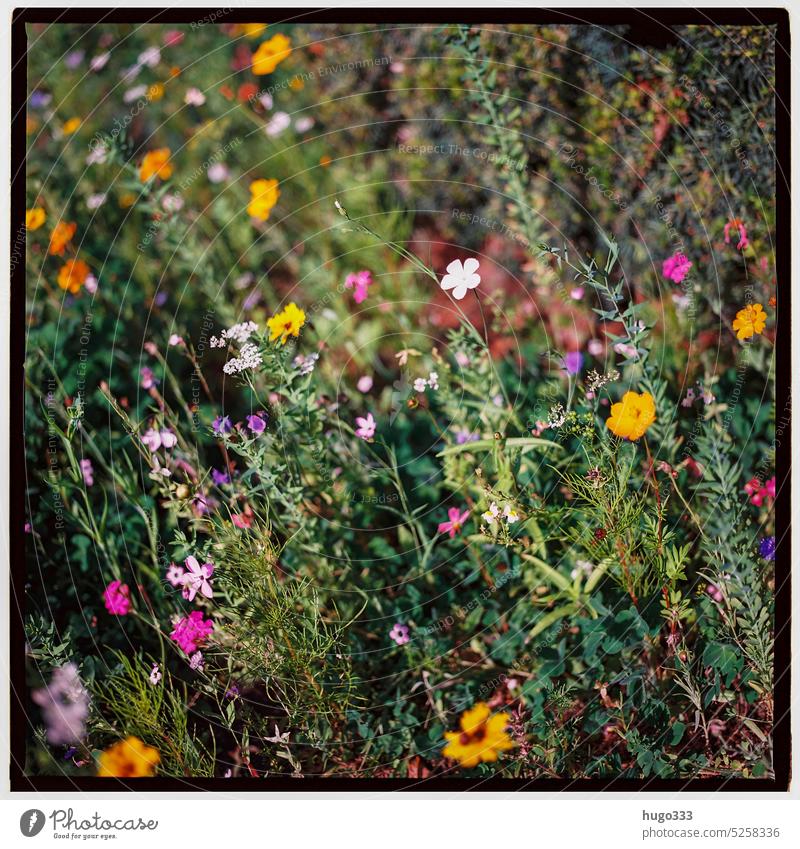 Flowers double exposure 2 flowers Nature Wild plant Blossoming Garden Spring fever Summer Double exposure hasselblad Medium format movie Analog 6x6 120