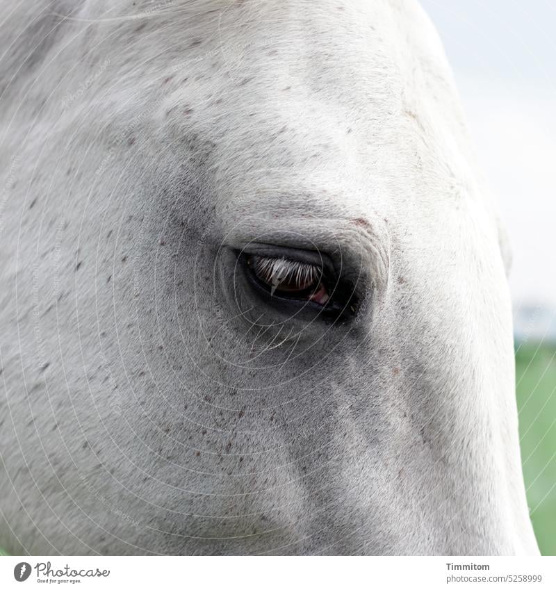 Velvet eye 1 Animal portrait Looking partial view Pelt Eyes Head Horse Eyelash Sky Meadow Exterior shot Close-up Deserted Calm Smooth proximity Gray (horse)