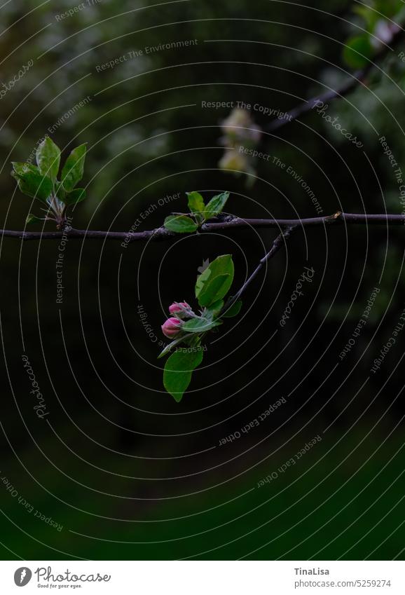 Pink apple blossom against dark background Apple blossom Apple Blossom Apple tree Tree twigs branches Nature Exterior shot Blossoming Colour photo Spring pretty