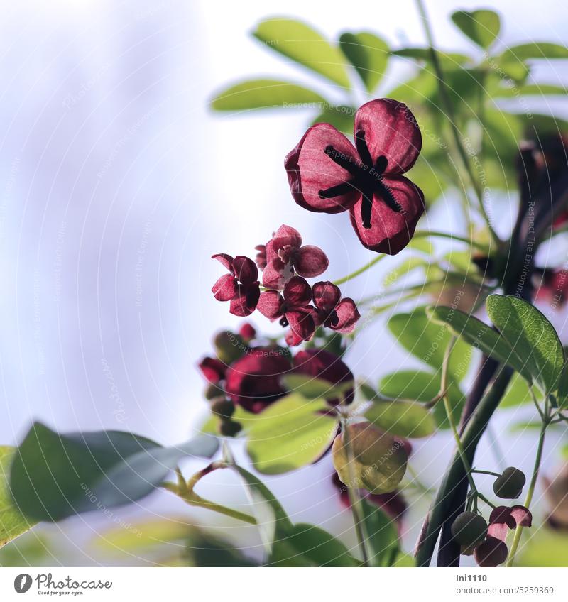 Climbing cucumber Ornamental plant creeper Climbing Cucumber Akebie quinata Chocolate wine Flowers fragrant feminine purple masculine Pink leaves fingerleaf