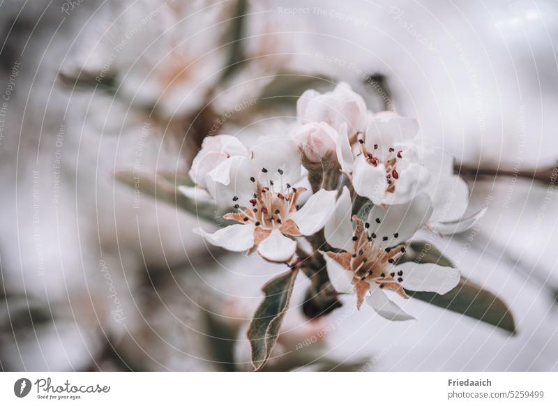 Apple blossom close up with blurred background Apple Blossom Spring Pink Delicate Close-up Blossoming Blossom leave Nature Plant Detail Macro (Extreme close-up)