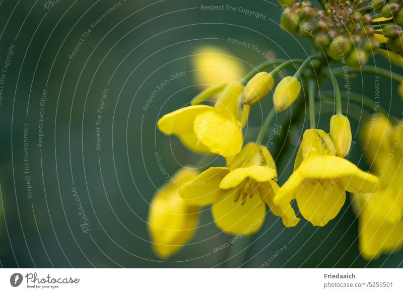 Yellow rape flower as detail with green background Canola Oilseed rape flower Oilseed rape cultivation Detail Blossom Agricultural crop Canola field Agriculture