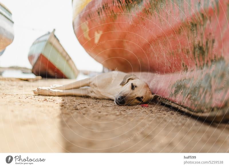 A dog rests in the shade of a boat at lunchtime Sleep Dog boats Summer Relaxation Pet Closed eyes Animal portrait Dream Calm Peaceful Brown Fatigue Doze Hot