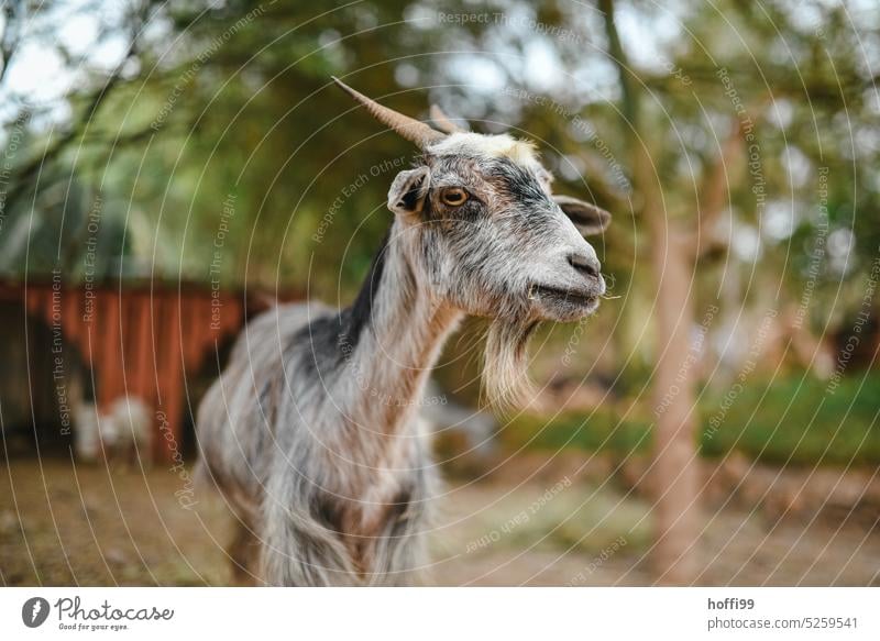 Eye contact with a goat eye contact Farm animal Animal portrait Looking Animal face Pelt Curiosity Exterior shot Looking into the camera