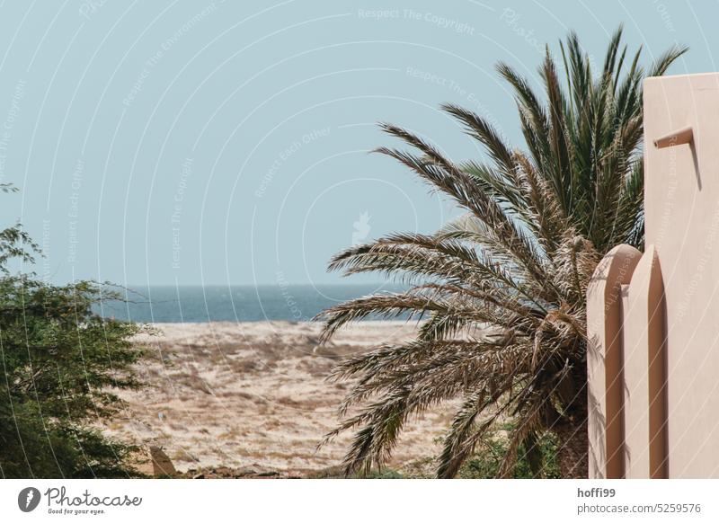 Palm trees on the beach with sea view Beach ardor Summer Sunlight Hot burning sun Dry aridity Warmth heat wave coast Desert Palm frond palm branches