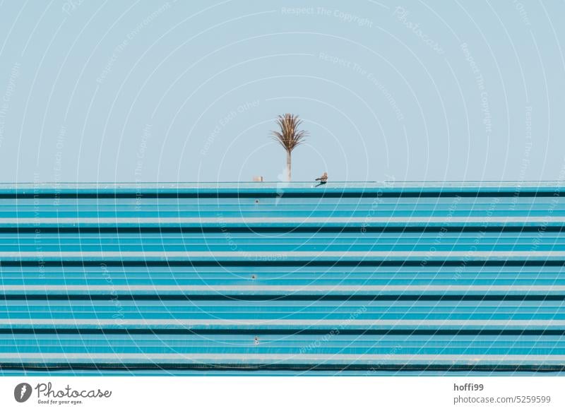 Palm tree over blue construction fence with sparrow Hoarding Sparrow Palm frond Minimalistic minimalism Blue sky blue wall Desert Deserted Summer Sky Sun