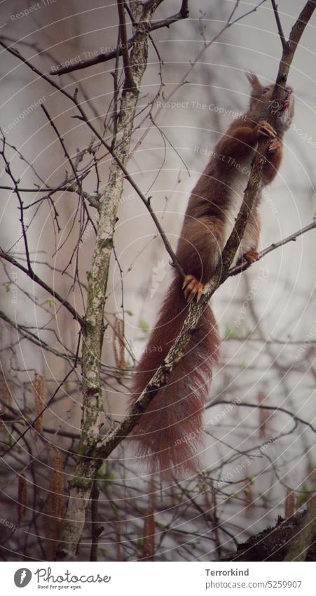 Squirrel licks birch tree Birch tree birch sap Juice Red Pelt Brown Climbing To hold on Thirst Animal Cute Rodent Day Mammal cute Bushy paws Tree Branch