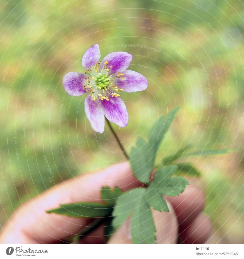 wood anemone Spring Wild plant Wood anemone anemone nemorosa ground-covered Blossom white purple leaves fan-shaped hardy