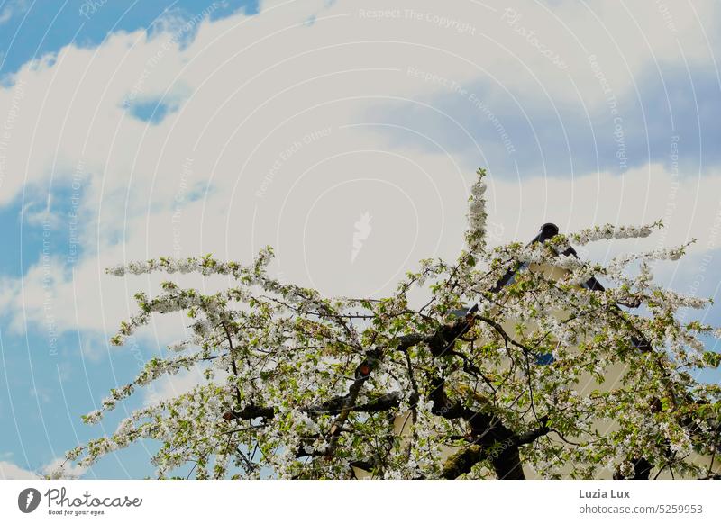 Cherry blossom against blue sky with white big clouds, in the background a delicate yellow house with dark roof tiles Cherry tree cherry tree blossom