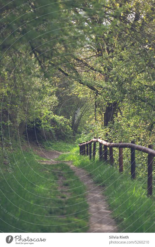 Nature trail with a wooden fence on the right side and trees and bushes on the left side Nature reserve Exterior shot Landscape Deserted Environment