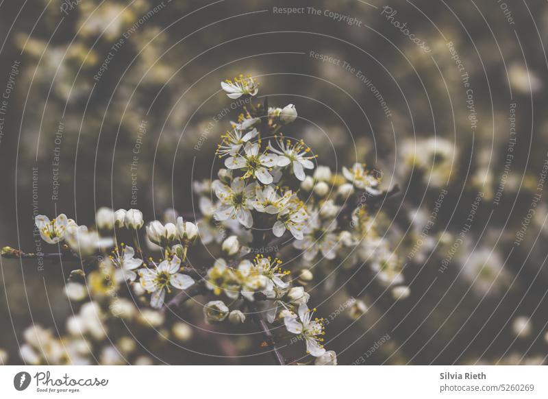 Branches with white small flowers Blossom Bud Flower Plant Nature Spring Close-up Macro (Extreme close-up) Detail Blossom leave Fresh Growth Botany button White