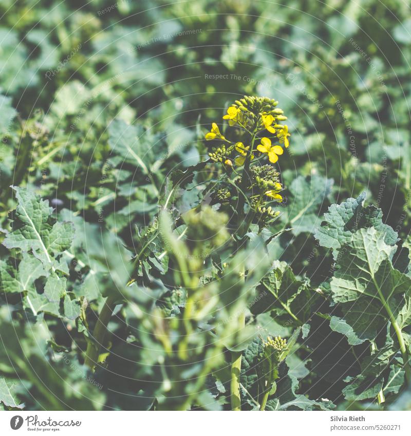 a single rape blossom in the rape field Canola Canola field Oilseed rape flower Oilseed rape cultivation Oilseed rape oil Field Yellow Landscape Nature