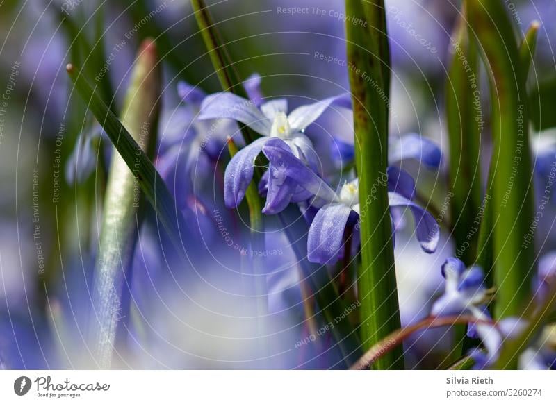 Blue star close up blue star Close-up Macro (Extreme close-up) Nature Flower Plant Blossom Spring Detail Colour photo Shallow depth of field Blossoming