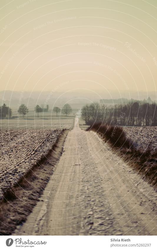 winter agricultural road leads straight through the picture Winter Lanes & trails off Exterior shot Deserted Nature Landscape Environment Tree Colour photo