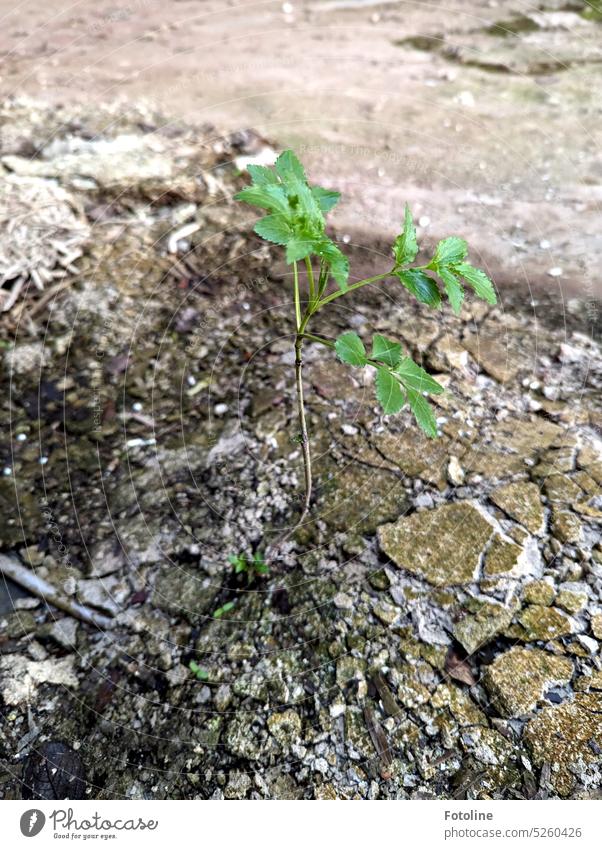 In a lost place, a fresh, green plant grows through the broken ground, dirt and destruction. lost places forsake sb./sth. Old Broken Change Transience Derelict