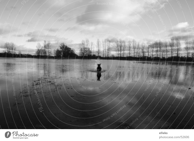 water dog Black White Dog Clouds Mirror Meadow Monochrome Cold Far-off places Attack Water Sky Spreewald elleks eos 350d paula