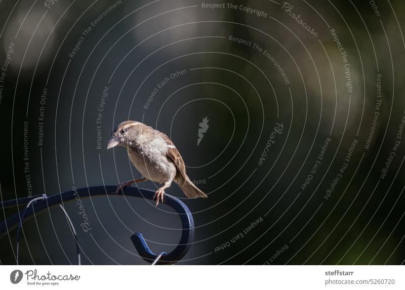 Brown house finch in Naples, Florida House finch bird wildlife wild bird animal perch nature sparrow small bird songbird cute brown wings Haemorhous mexicanus