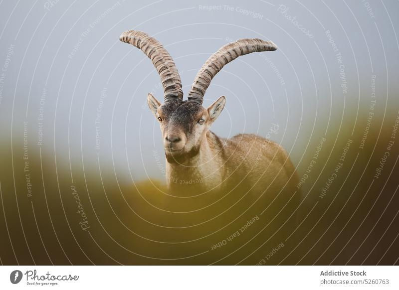 Wild mountain goat grazing on grassy meadow graze animal field nature environment horn mammal sierra de guadarrama madrid spain europe herbivore countryside