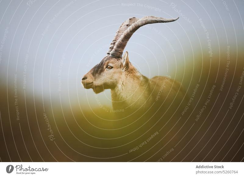 Wild mountain goat grazing on grassy meadow graze animal field nature environment horn mammal sierra de guadarrama madrid spain europe herbivore countryside