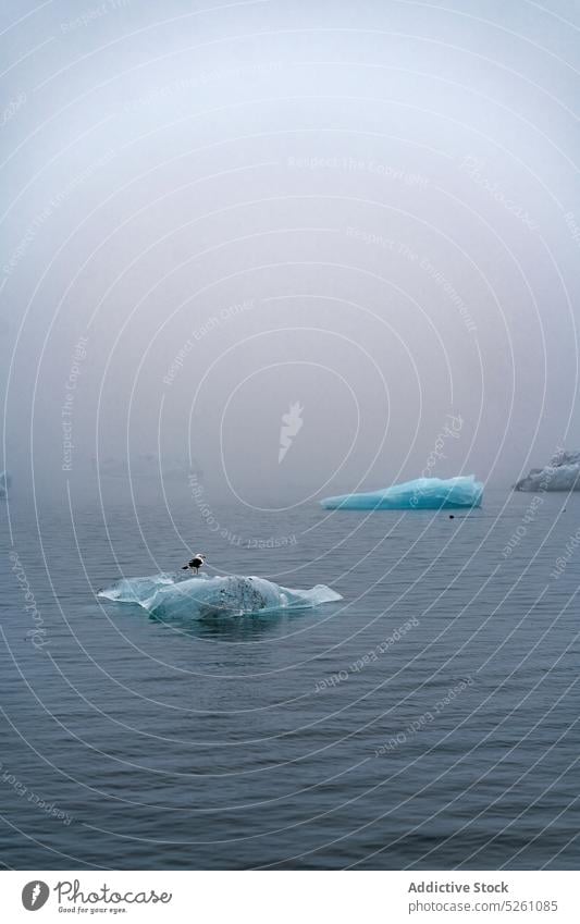 Ice pieces in cold water of sea iceberg bird gull lagoon nature gloomy north iceland europe jokulsarlon glacier breathtaking ecology travel formation nordic