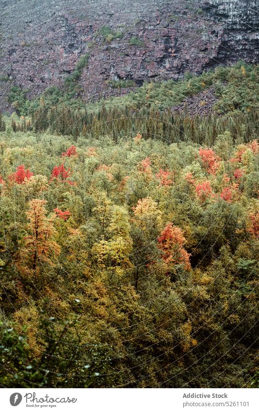 Autumn forest with colorful trees autumn nature mountain landscape picturesque environment scenery iceland europe bright fall woods season highland countryside