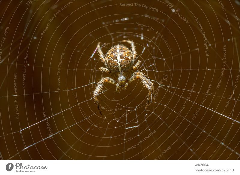 I'm waiting... Nature Summer Animal Farm animal Spider 1 Crucifix Hunting Aggression Threat Authentic Disgust Creepy Astute Near Curiosity Cute Beautiful Brown