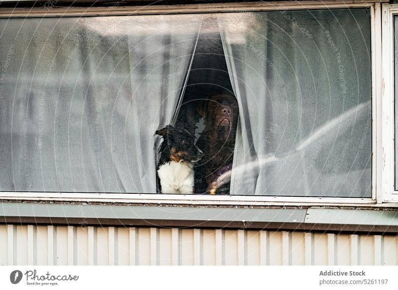 Cute dogs looking through window of cottage pet animal house adorable breed companion purebred curious canine mammal sweet cute together curtain interest