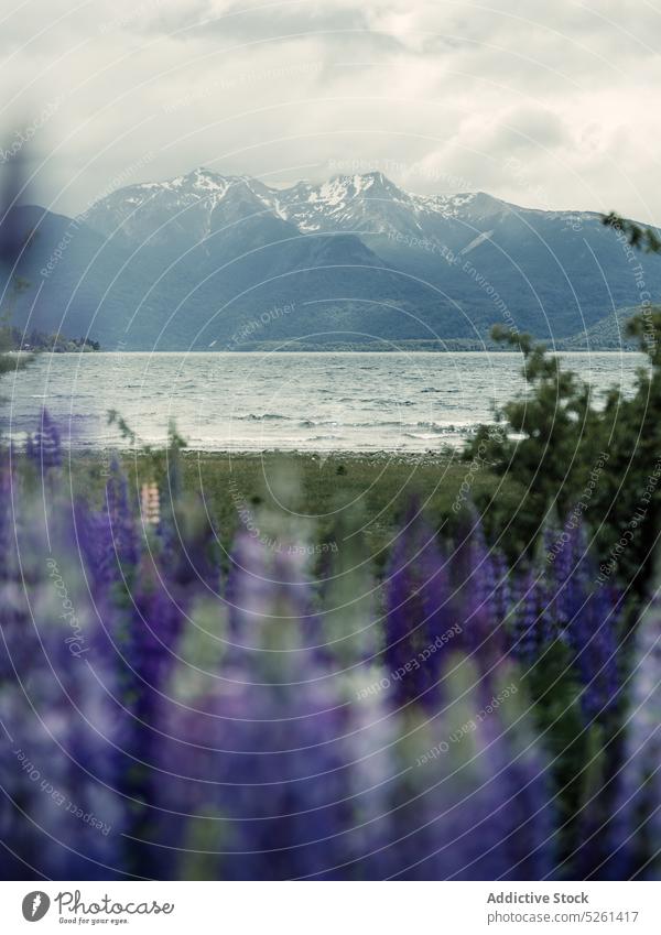 Lupins growing near mountain lake nature valley flower bloom lupin landscape picturesque scenery field purple meadow environment cholila argentine blossom