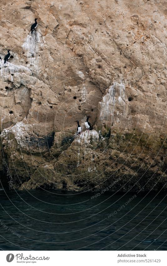 Birds sitting on rock near sea bird water nature rocky cliff coast formation landscape avian picturesque seaside seascape blue habitat ripple ocean seashore