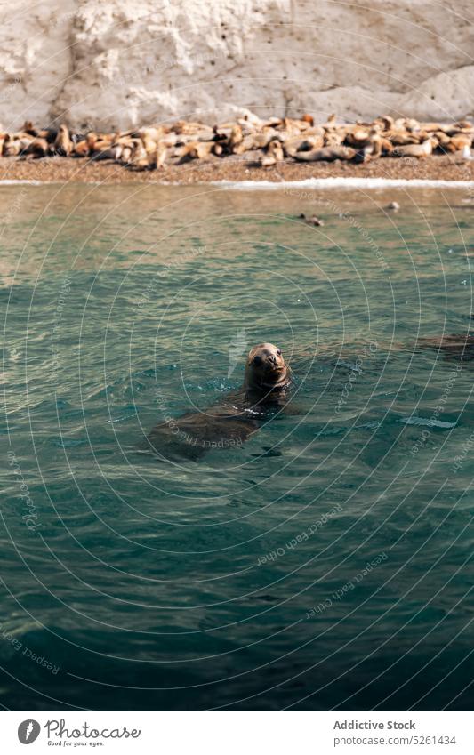 Sea lion swimming in blue water sea seashore sea lion rock pebble animal nature stone coast ocean rocky flock adorable idyllic lying formation sun daytime