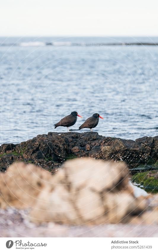 Birds sitting on rock near sea bird water rocky formation cliff nature animal avian scenery ocean stone fauna habitat marine specie ripple shore coast