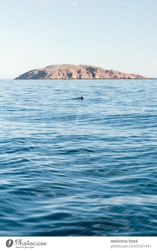 Picturesque view of waving sea washing cliff rocky formation seascape nature wave dolphin scenic scenery picturesque ocean ripple water environment horizon