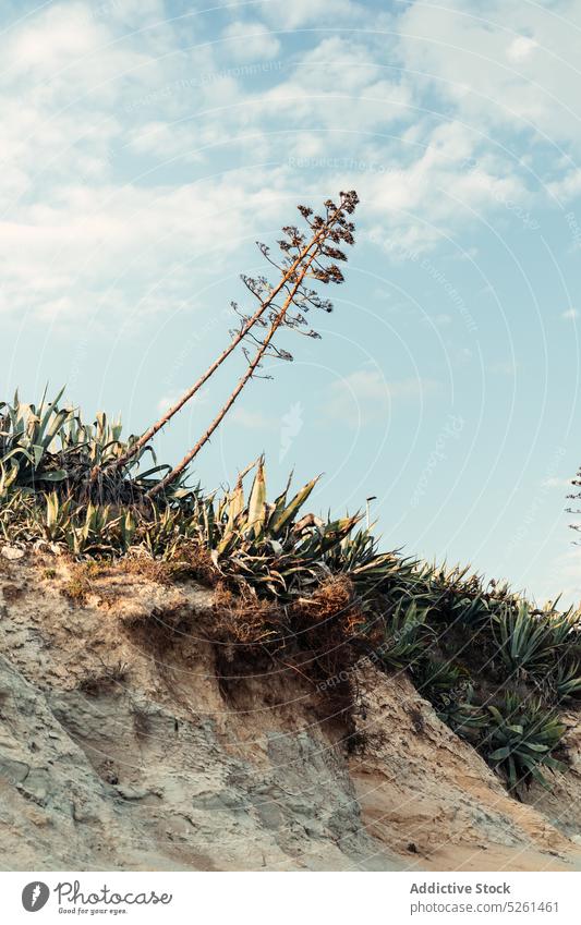 Tree growing on hill slope tree cloudy sky plant nature countryside weather daytime sicily italy growth terrain vegetate thin aloe overcast highland flora dry