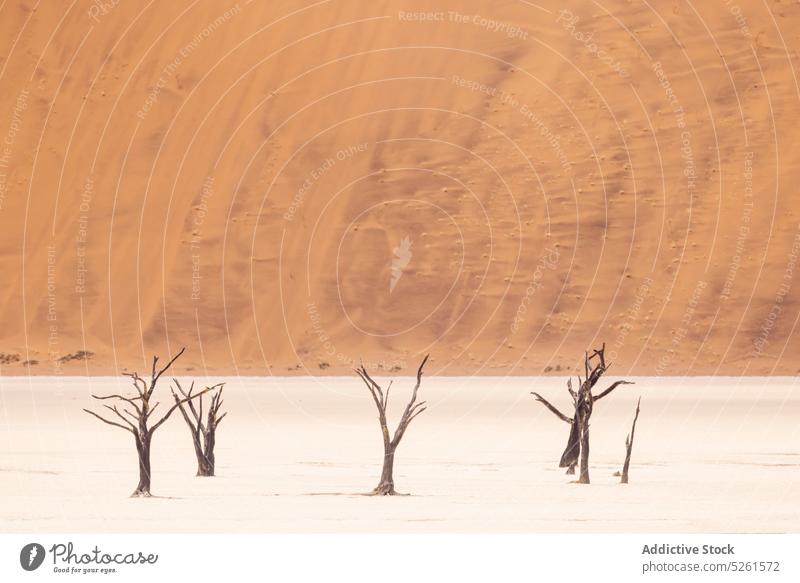 Leafless dead trees in desert land arid crack climate dry rough scenery landscape heat hot dramatic drought nature ground leafless erosion soil sand uninhabited