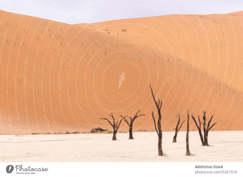 Leafless dead trees in desert land arid crack climate dry rough scenery landscape heat hot dramatic drought nature ground leafless erosion soil sand uninhabited