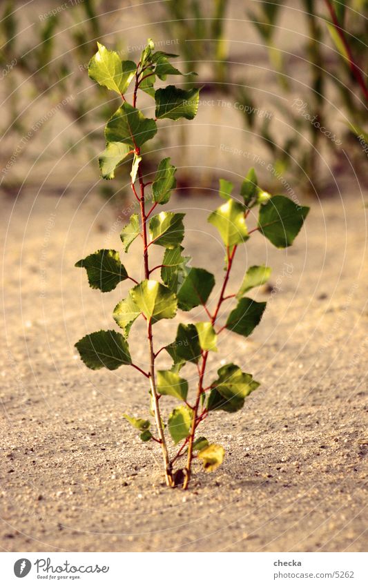 plant Plant Leaf Growth Nature Sand