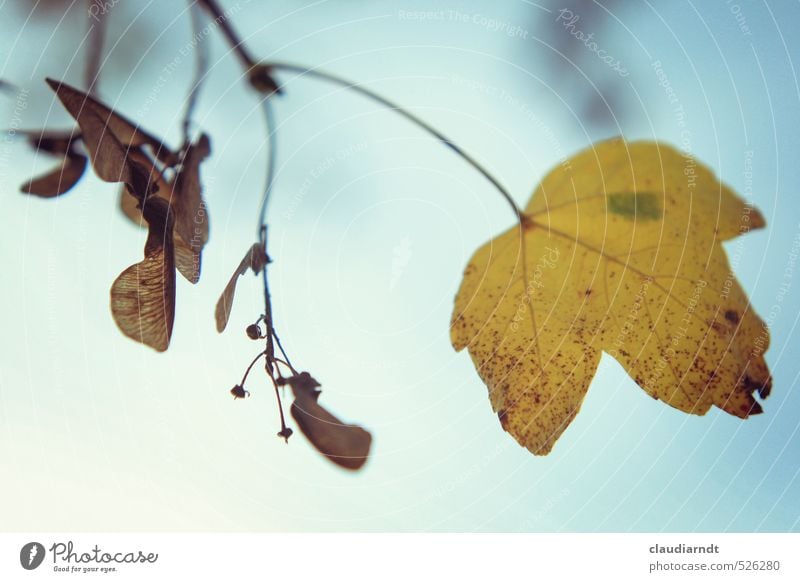 maple Environment Nature Plant Sky Autumn Beautiful weather Tree Leaf Maple tree Maple seed Autumn leaves Yellow Blur Twigs and branches Seed Maple leaf