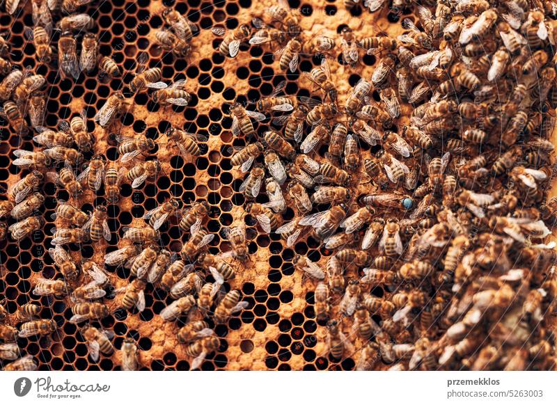 Beekeeper working in apiary. Drawing out the honeycomb from the hive with bees on honeycomb. Harvest time in apiary colony honeybee beekeeper apiculture