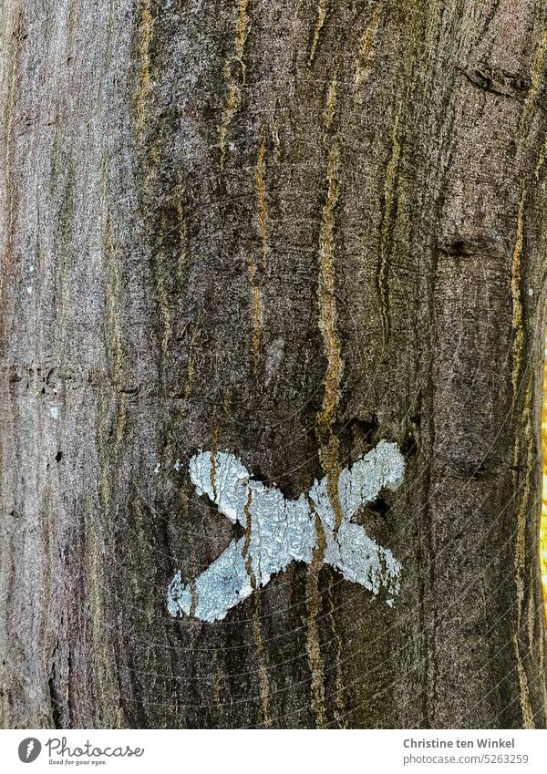 Ticked / mark on a tree trunk ticked off Clue Sign Orientation hiking trail Detail Close-up Nature trail marking Signs and labeling Tree trunk Tree bark White