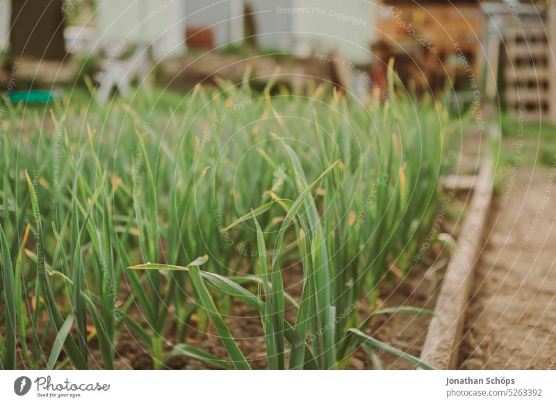 Bed in the garden from self wax Growth Domestic farming Green Food Fresh Nutrition Organic produce Plant Nature self-grown Gardening Garden Bed (Horticulture)