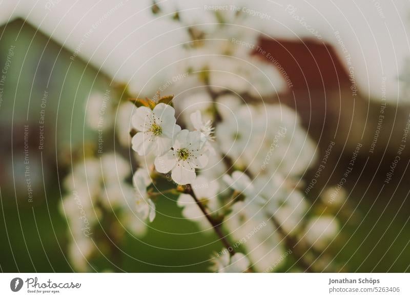 flowering fruit tree in spring Fruit trees Blossom blossom Spring Garden Nature Close-up Plant Blossoming Colour photo pretty Fragrance Exterior shot Tree top