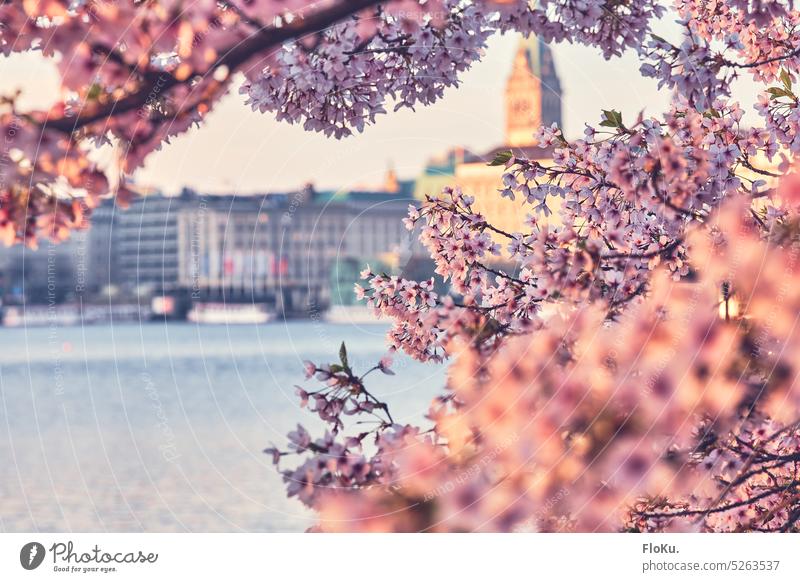 Pink cherry blossom in Hamburg Cherry Alster binnelaster Town Port City Hamburg city hall Tourist Attraction Exterior shot Deserted Landmark City hall Downtown