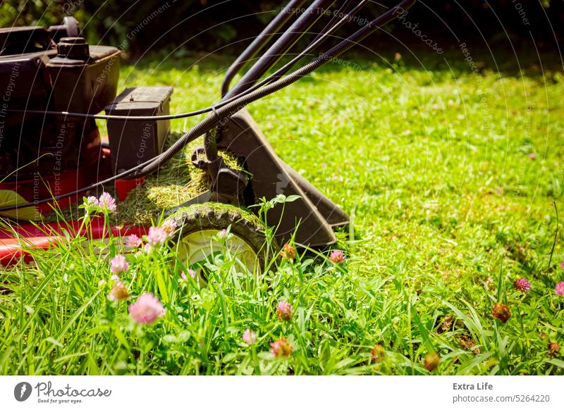 Close up view on petrol lawn mower that is mowing grass in the garden Backyard Bloom Botanic Botanical Cable Care Clipper Close-Up Cultivate Cut Cutter Engine