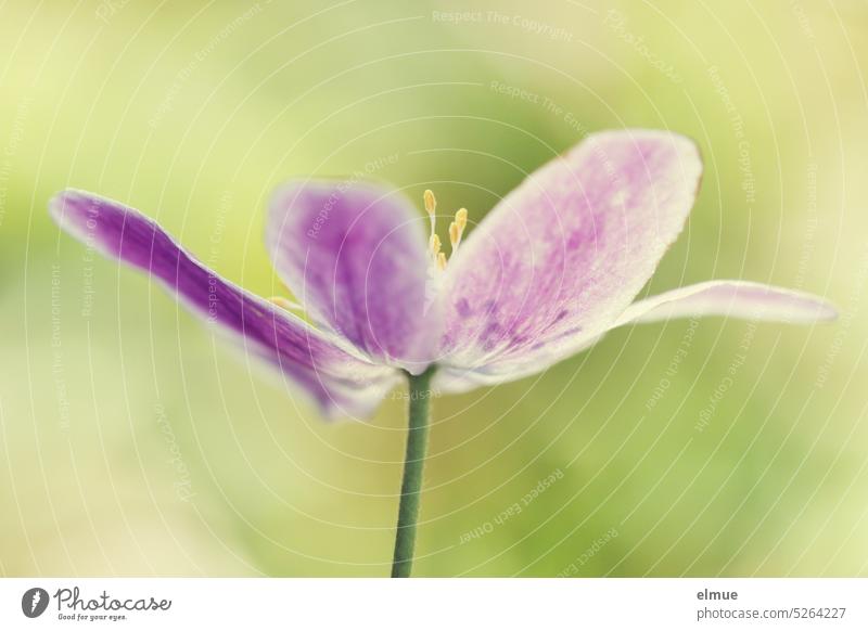 Anemone nemorosa "Robinsoniana" / purple lavender blue anemone flower / spring anemone nemorosa Wood anemone Spring Stamen petals Blossom Flower macro Buttercup